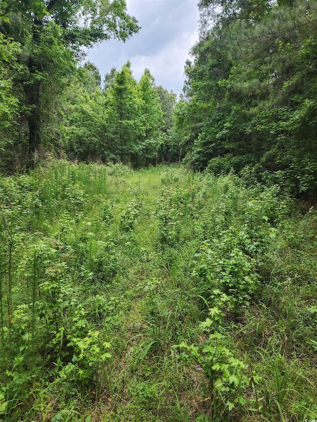 View of woods