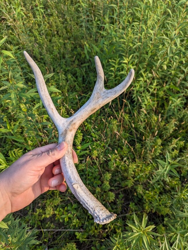 Antler Shed found in the field