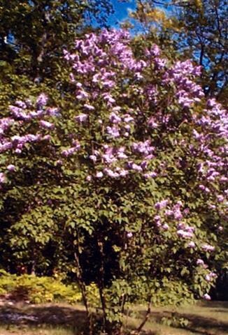 Lilacs in bloom