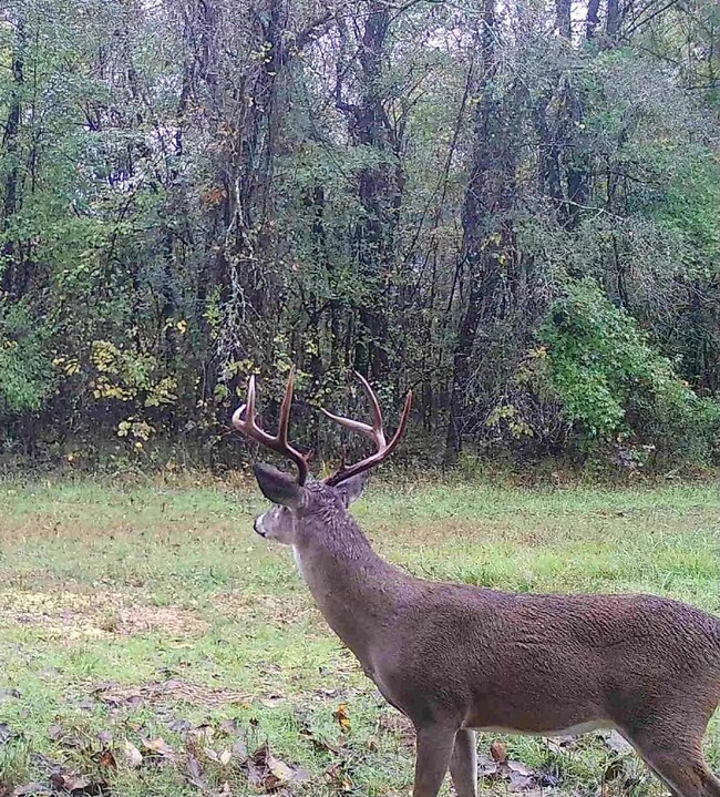 4245 Goodwater Rd, Eagletown, OK 74734 - photo 5