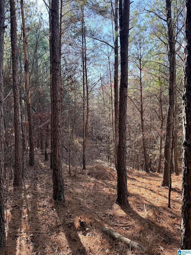 9400 Bradford Trafford Rd, Warrior, AL 35180 - photo 5