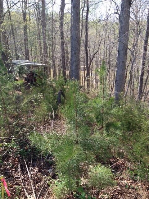 Lot 73 Waters Edge Ct unit 503 Waters Edge Ct., West Union, SC 29696 - photo 6