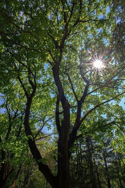 1 Ramshorn Rd, Dudley, MA 01571 - photo 5