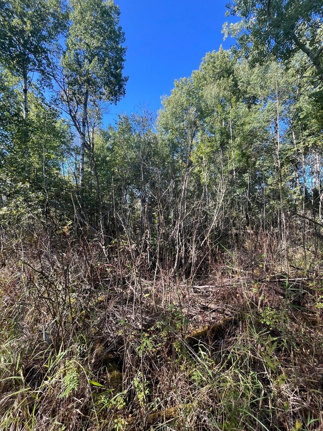 TBD E Pine Dr, Angle Inlet, MN 56711 - photo 6