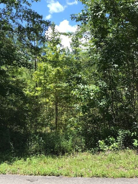 0 Mill Creek Rd, Crawfordville, FL 32327 - photo 3