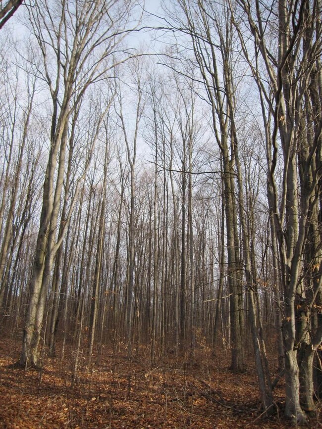 lots of woods