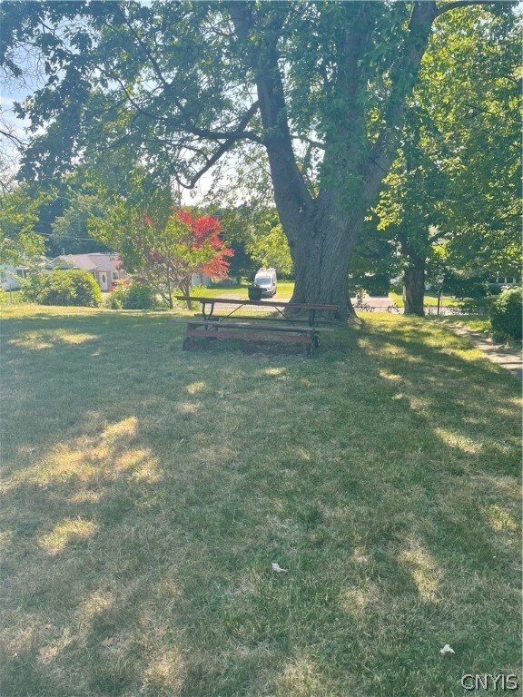 Matured trees and landscapes
