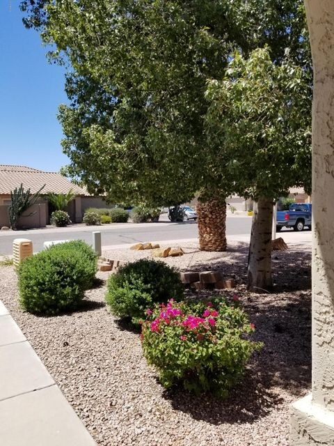 front yard 1