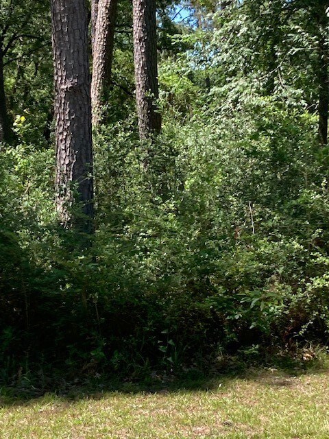 TBD Forest Trail, Hockley, TX 77447 - photo 6