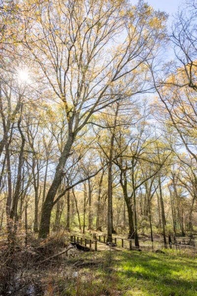 3007 Zion Grove Church Rd, Coolidge, GA 31738 - photo 4