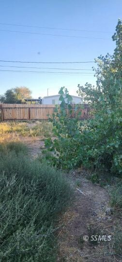 Back yard
