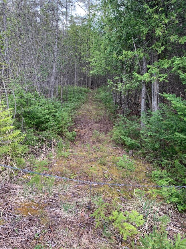Drive Overgrown (2)