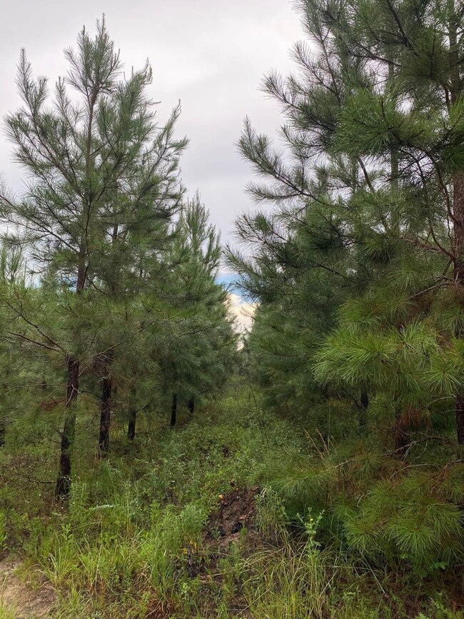 0 Highway 242 unit 24270248, Bartow, GA 30413 - photo 5