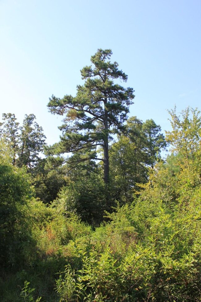 Woods on property