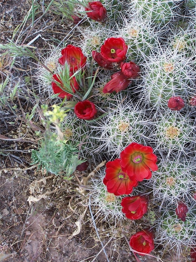 4338 Ridgecrest Ct, Crestone, CO 81131 - photo 4