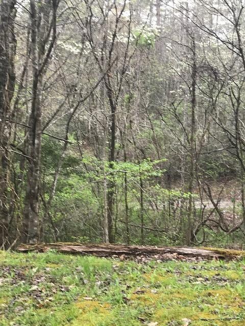Wooded serenity