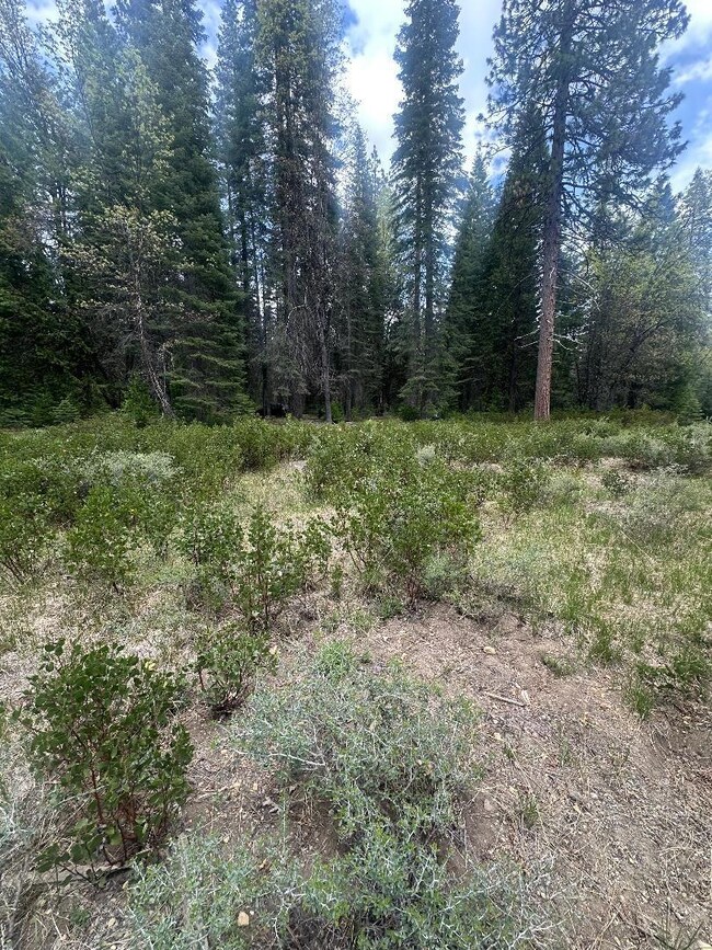0 Widow Springs Dr, McCloud, CA 96057 - photo 4