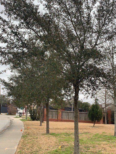 2731 S Braeswood Blvd, Houston, TX 77025 - photo 2