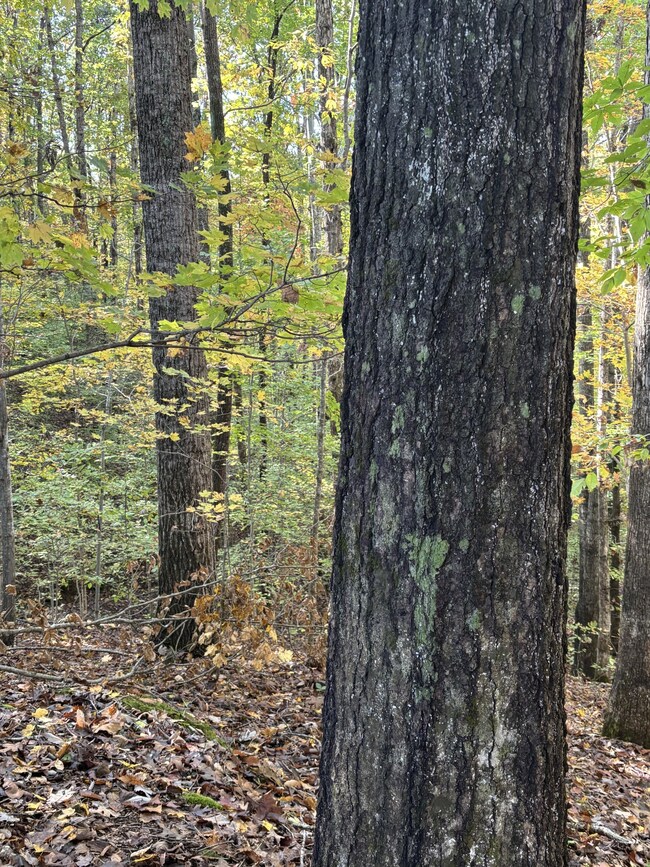 0 Collins Rd, Allons, TN 38541 - photo 7