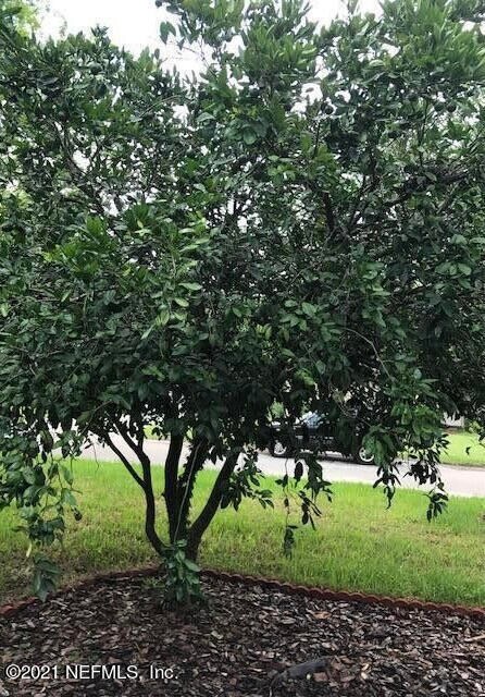 1677 Geraldine Dr, Jacksonville, FL 32205 - photo 6