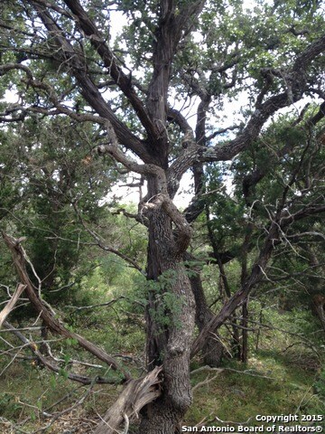 19411 Terra Stone, San Antonio, TX 78255 - photo 3