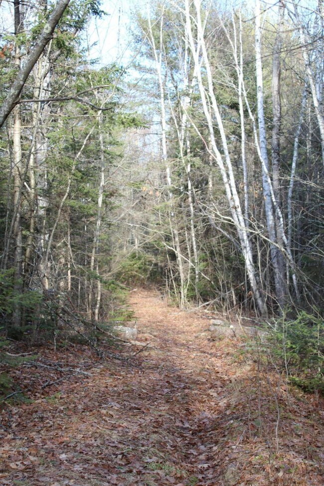 Birches rd 2