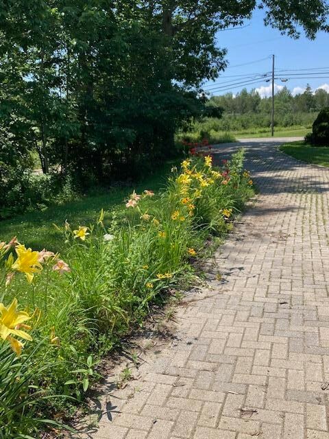 Blake garden by driveway - lilies - Copy