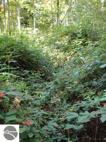 Awesome harvest on blackberry path this fall.