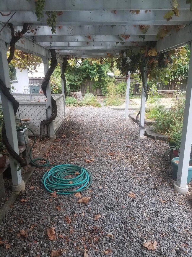denton grape arbor