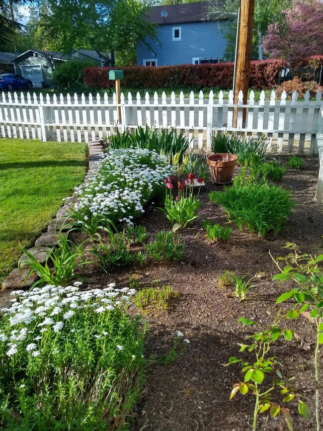 Front yard flowers