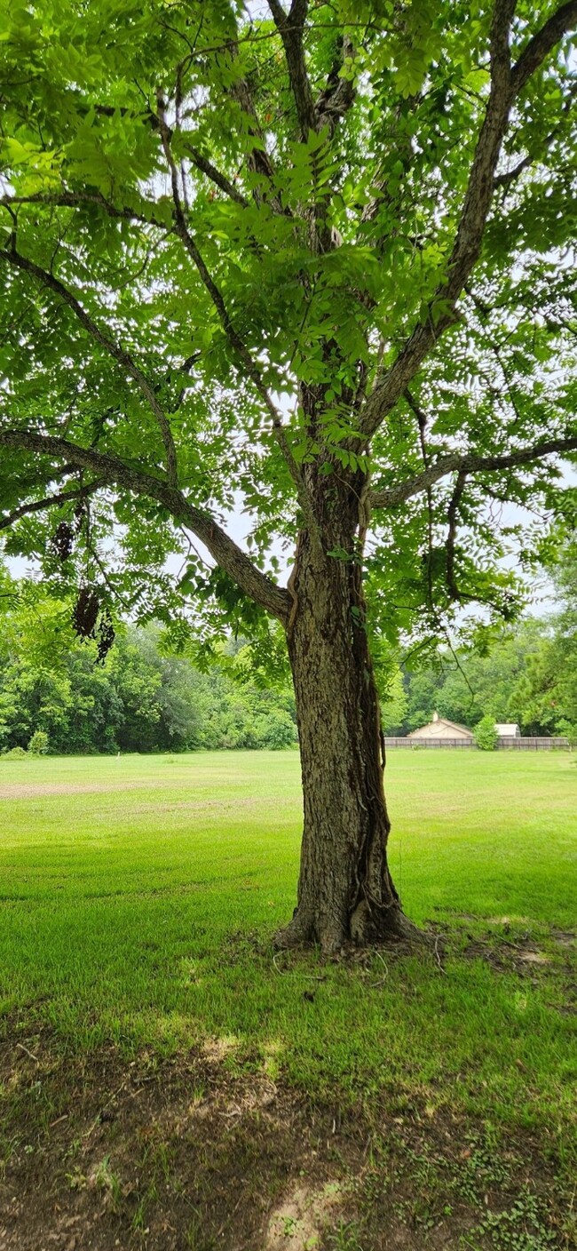 Mature trees