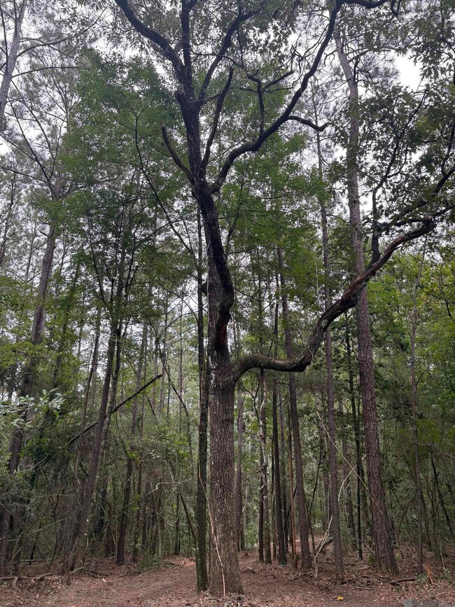 83166 Isabel Swamp Rd, Bush, LA 70431 - photo 4