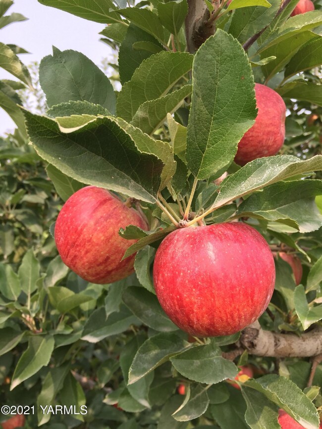 apples