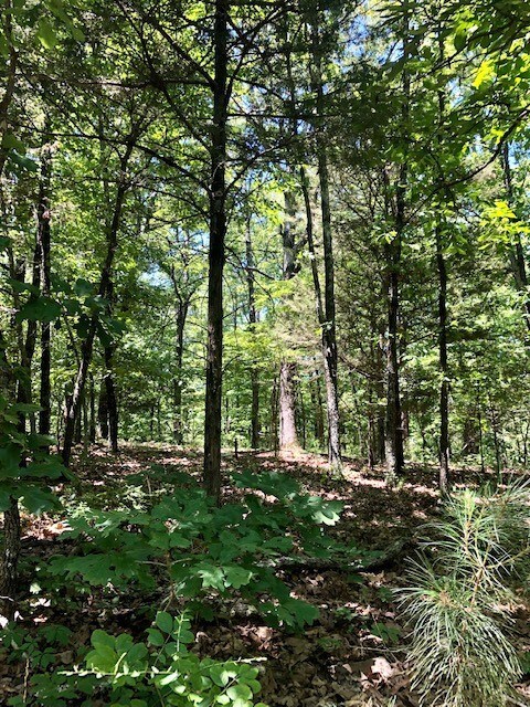 001-00638-000 Winn Creek Rd, Winslow, AR 72959 - photo 2