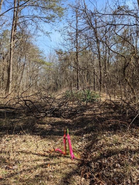 Green Stake corner of property
