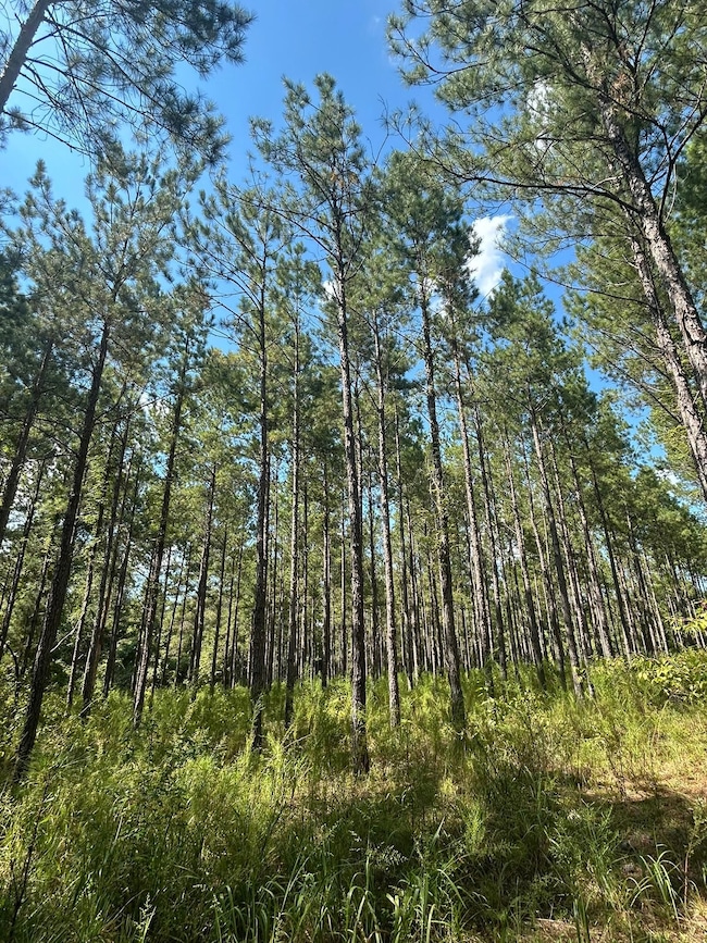 unlisted-address, Abbeville, AL 36310 - photo 6