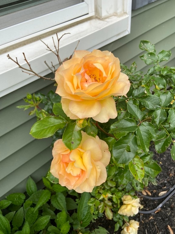 262 Homeland Dr, Whitman, MA 02382 - photo 4