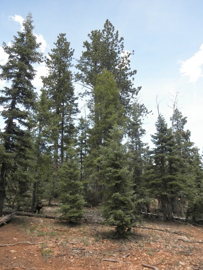 1270 E South Mossberg Rd unit Duck Creek Pines Ph, Duck Creek Village, UT 84762 - photo 6