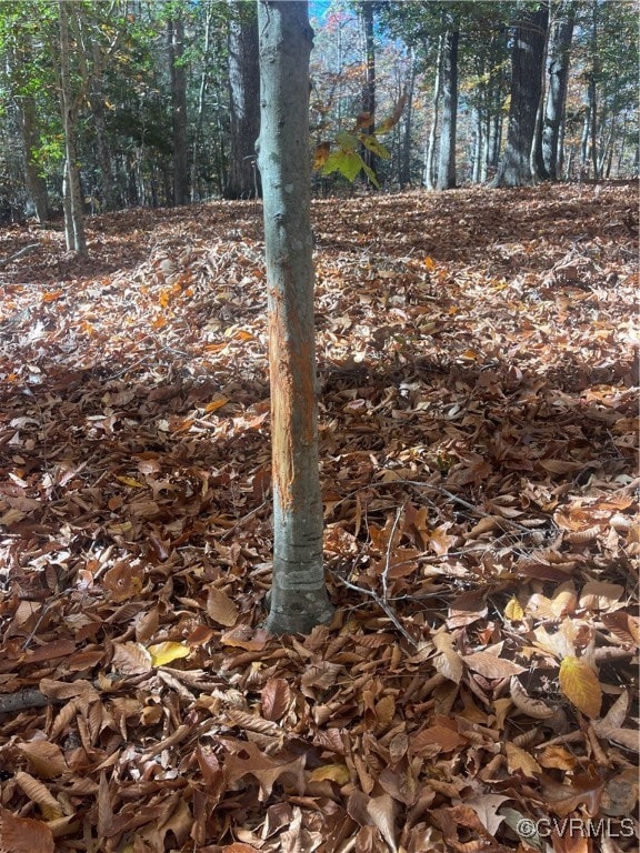 Large Deer and Plenty of Acorns for them to eat1