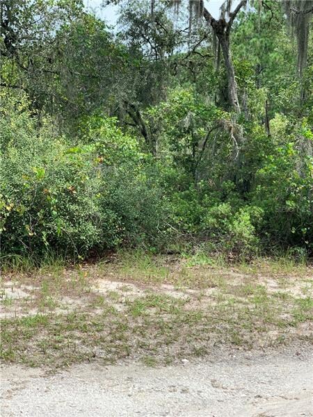 Lot 22 Blue Jordan Forest