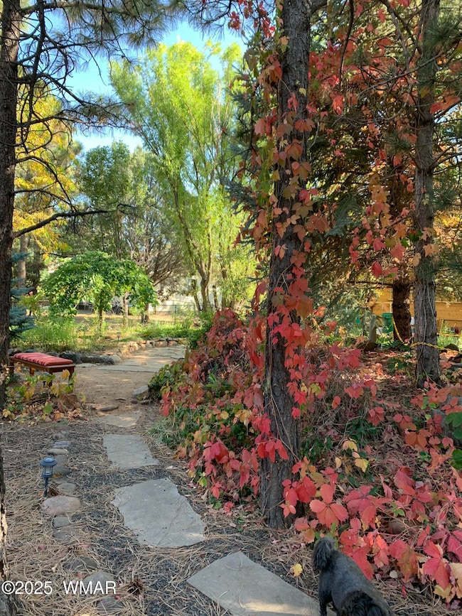 Back yard in Fall