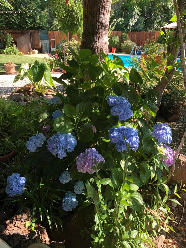 5055 Huntington Dr, Redding, CA 96002 - photo 7