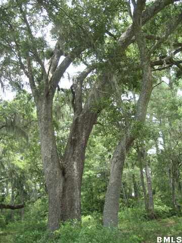 Mature Trees
