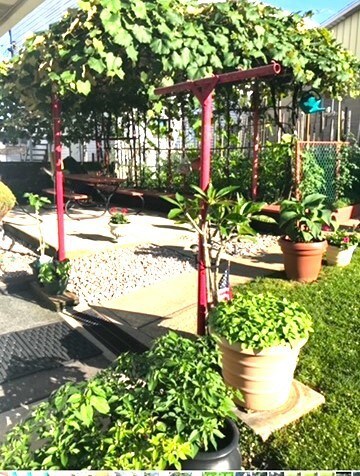 Arbor in bloom