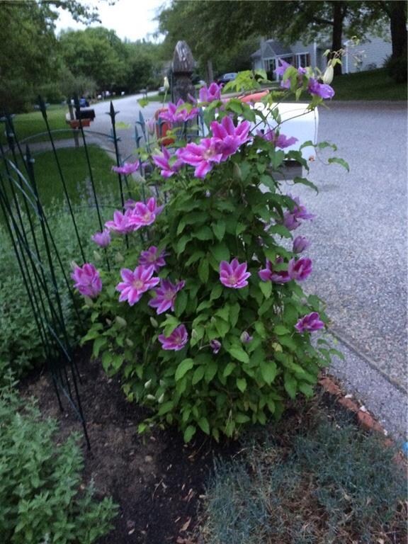 Well tended plantings