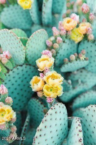 Prickly Pear in Bloom