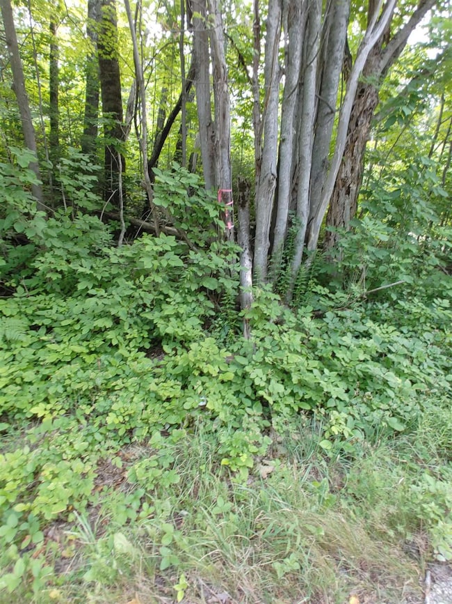 0 U S 302 unit 4873749, East Corinth, VT 05076 - photo 7