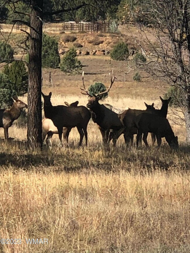 575 E Middle Mountain Ln, Show Low, AZ 85901 - photo 5