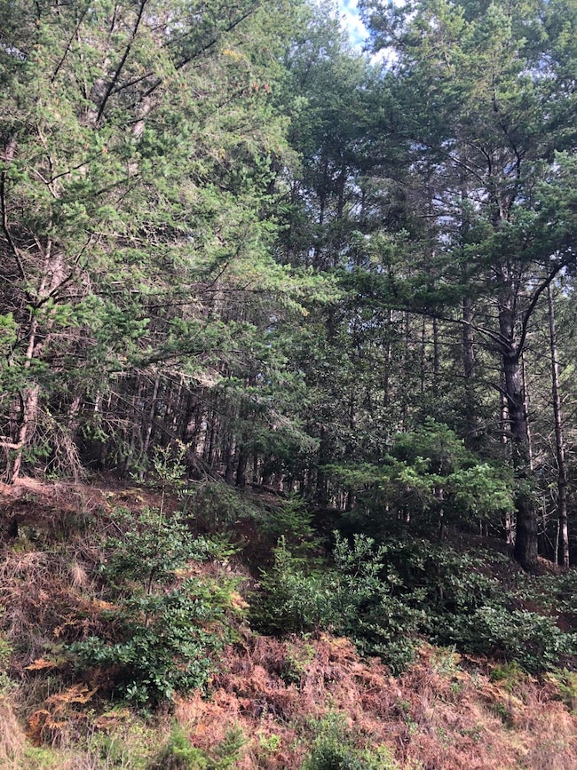 27 Buckhorn Ct, Whitethorn, CA 95589 - photo 2