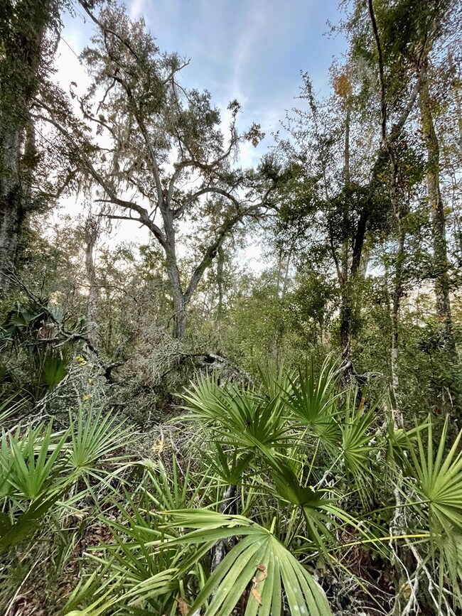 Lot 19 NE 497th St, Old Town, FL 32680 - photo 6